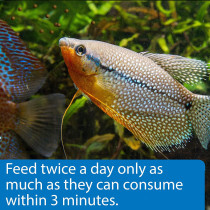 API Pellets Tropical Fish Food 4.2 OZ