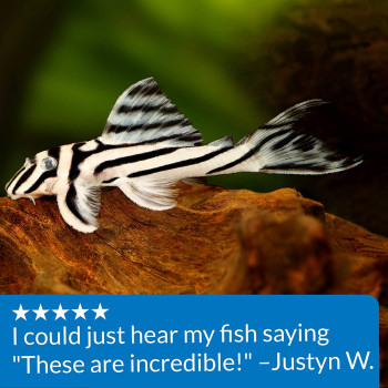 API Algae Eater Wafers Fish Food 1.3 Oz