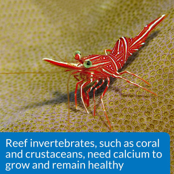 API Calcium Saltwater Aquarium Test Kit 1 count