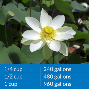 API POND AMMO LOCK 16 OZ