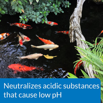 API POND pH UP 16 OZ