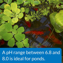 API POND pH UP 16 OZ