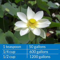 API Pond Microbial Algae Clean 16 OZ