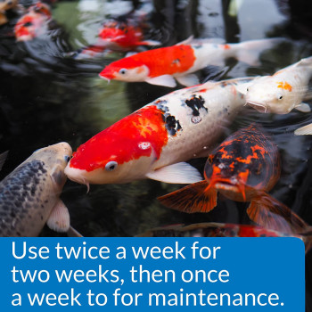 API Pond Microbial Algae Clean 16 OZ