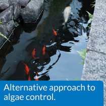 API Pond Microbial Algae Clean 16 OZ
