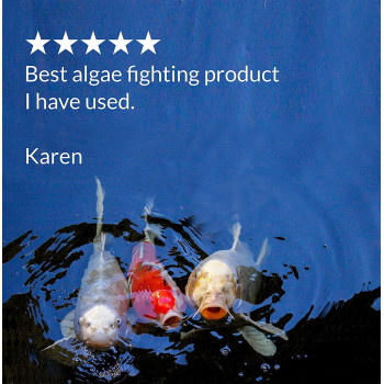 API Pond Microbial Algae Clean 16 OZ