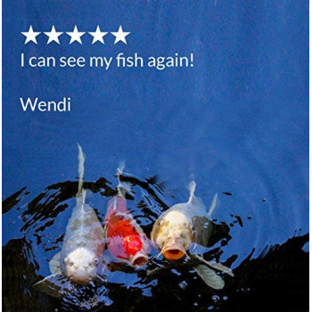 API POND ALGAEFIX 16 OZ