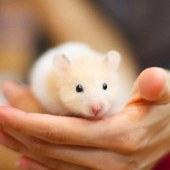 Beaphar Beaphar Care+ Hamster 250 g