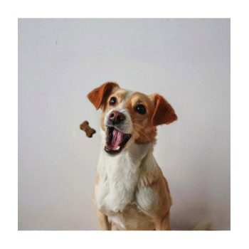 Duvo Soft Snack Chicken 100g