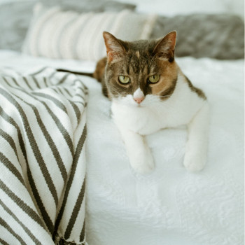 Earthbath Natural Hypo Allergenic Cat Shampoo 472 ml