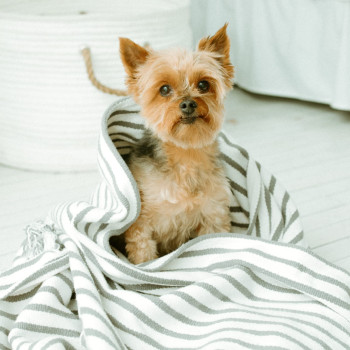 Earthbath Natural Ultra Mild Puppy Tearless Shampoo With Baby Fresh Cherry Scent 16Oz