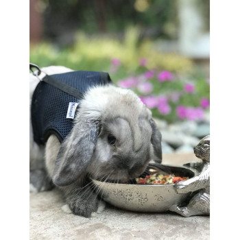 Exotic Nutrition Herbivore Healthy Treat 3 oz.