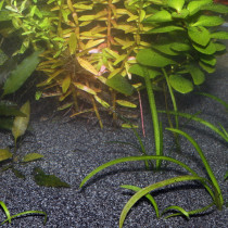 Jbl 6705000 Sansibar Dark 5 Kg Dark Substrate For Freshwater And Saltwater Aquariums