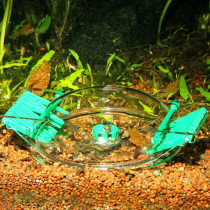Jbl Limcollect Aquarium Snail Trap