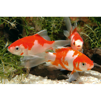 Sera Pond Biogranulat 3800ML Granulated Food For Pond Fishes 7175 4001942071758