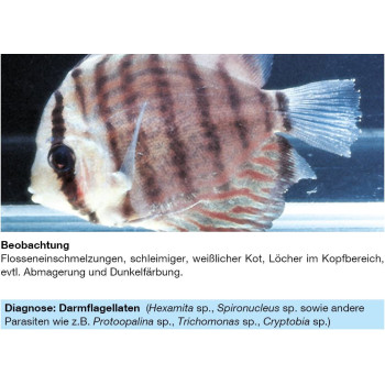 Sera Med Professional Flagellol 10Ml Multicolor