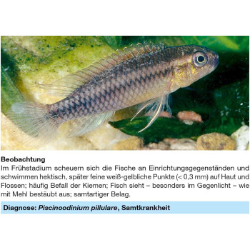 Sera Med Professional Flagellol 10Ml Multicolor