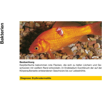 Sera Pond Cyprinopur 250ml