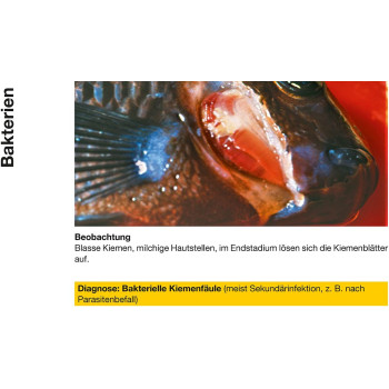 Sera Pond Cyprinopur 250ml