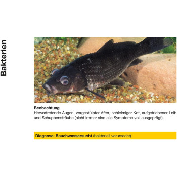 Sera Pond Cyprinopur 250ml