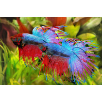 Sera Bettagran Fish Food Colour Enhancement Food 10gm