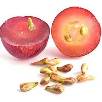 Simple Solution Chew Stopper White 500 ml 500 ml Pack Of 1