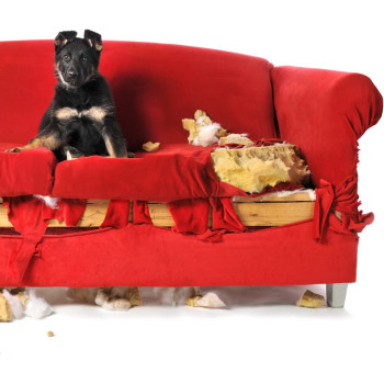 Simple Solution Chew Stopper White 500 ml 500 ml Pack Of 1