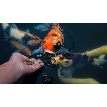 TetraMin Granules 250ml For all Species of fish & all Environments.