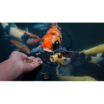 Tetra Pond Sticks 1L