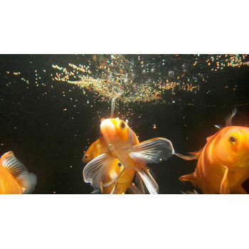 Tetra Pond Sticks 1L