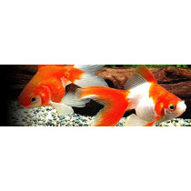 HIKARI GOLDFISH STAPLE BABY PELLET 