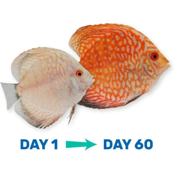 Hikari Vibra Bites Baby