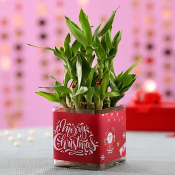 Christmas Good Luck Bamboo...