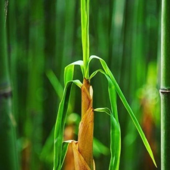 Nooboo Luxe Bamboo Dad T-Shirt Dark Grey - L