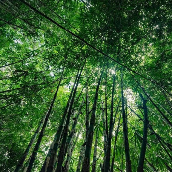 Nooboo Luxe Bamboo Dad T-Shirt Dark Grey - XXL