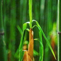 Nooboo Maternity Cooling T-Shirt - Set of 2 - Grey & White - L