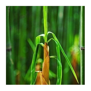 Nooboo Luxe Bamboo Mom Singlet Navy - M