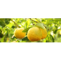 Kimino Sparkling Yuzu Juice 250 ml