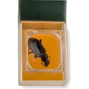 Carson HU-10 BugView Bug Catcher with Built in Magnifier, Green