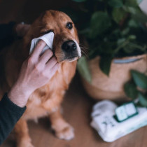 Beco Bamboo Unscented Dog Wipes, White