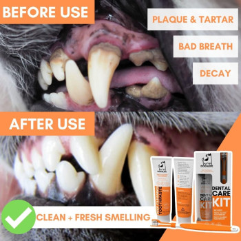 DogsLife Dog Dental Care Kit, Orange White