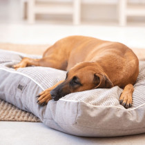 Rogz Indoor Flat Bed, medium, Olive