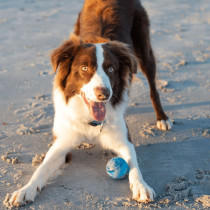 Rogz Squeekz Fetch Ball, Green