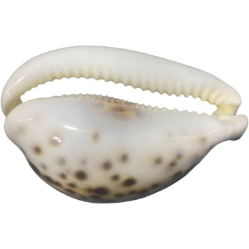 Decorative Islamic Seashell With Wordings