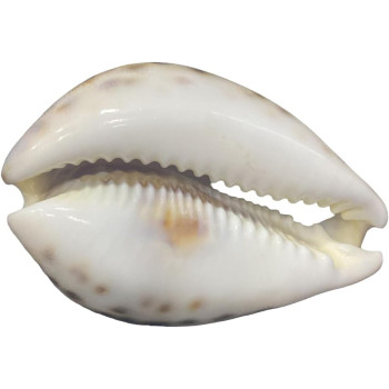 Decorative Islamic Seashell With Design