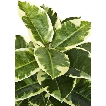 DEEP SLEEP EVERY NIGHT GreenBrokers Artificial Real Touch Rubber Plant in Pot