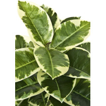 DEEP SLEEP EVERY NIGHT GreenBrokers Artificial Real Touch Rubber Plant in Pot