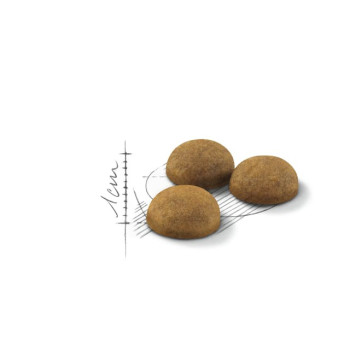 Royal Canin Feline Health Nutrition Indoor 10 Kg