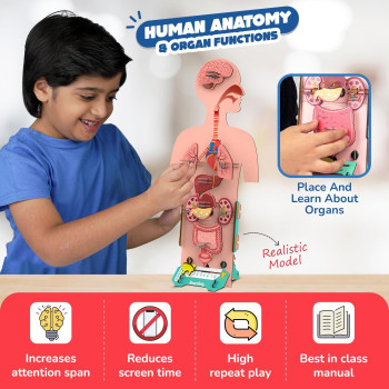 Smartivity Human Body Toy, DIY STEM Educational Science Project for Kids 6 To 12 Years Helps To Learn Body Organs & Functions