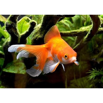 Seachem Liquid Amguard Safe For All Aquatic Life, Water Conditioners, 100Ml